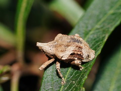 Oemethylus triangularis