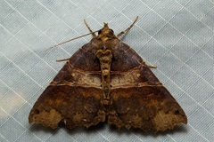 Sypnoides infernalis