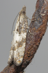 Acroclita subsequana