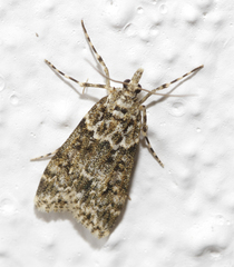 Eudonia lineola