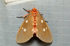 Tinolius eburneigutta