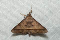 Tochara olivacea