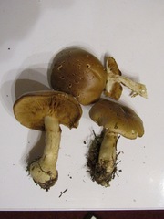 Cortinarius percomis
