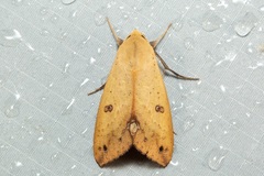 Ophiusa disjungens