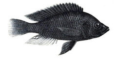 Blue Victoria Mouthbrooder photo 2