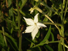 Nicotiana alata