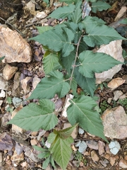 Rubus corchorifolius