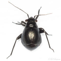 Euryopicoris nitidus