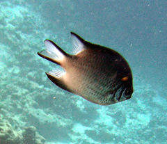 Amblyglyphidodon indicus