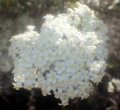 Viburnum obovatum