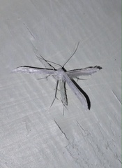 Hellinsia homodactylus