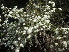 Viburnum obovatum