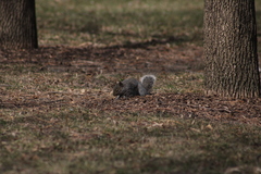 Sciurus carolinensis