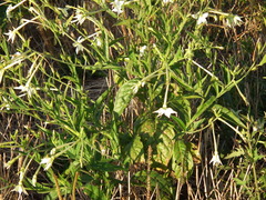 Nicotiana alata