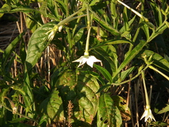 Nicotiana alata