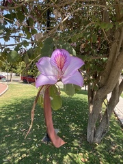 Bauhinia variegata