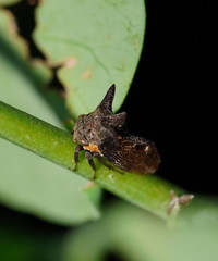 Acanthuchus trispinifer