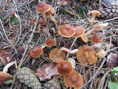 Cortinarius obtusus
