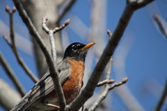 Turdus migratorius