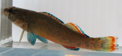 Etheostoma whipplei