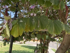 Bauhinia variegata