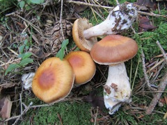Cortinarius poecilopus