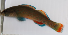 Etheostoma whipplei