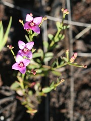 Boronia denticulata