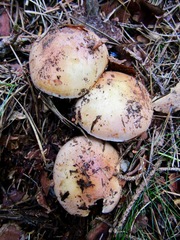 Cortinarius turmalis