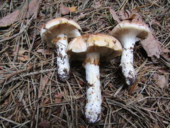 Cortinarius turmalis