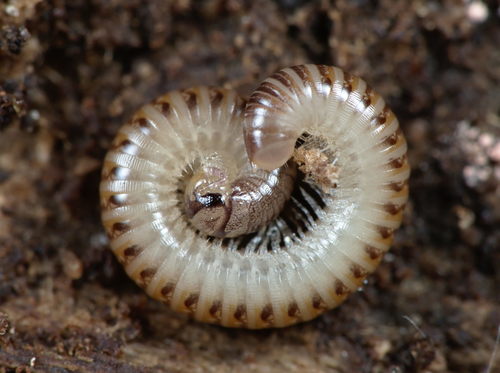Blunt-tailed Snake Millipede photo 3