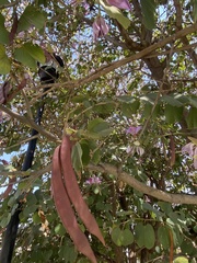 Bauhinia variegata