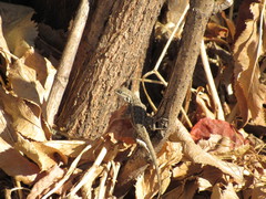 Sceloporus occidentalis