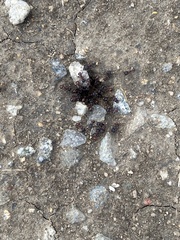 Pogonomyrmex rugosus