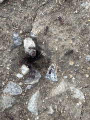 Pogonomyrmex rugosus
