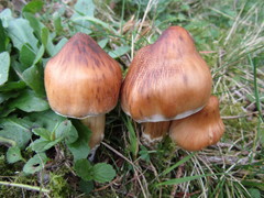 Cortinarius hinnuleus