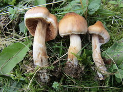 Cortinarius hinnuleus