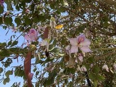 Bauhinia variegata