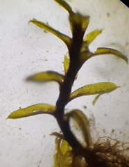 Microbryum davallianum