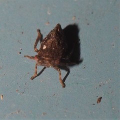Megophthalminae