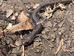 Plethodon jacksoni