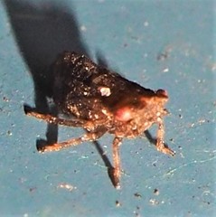 Megophthalminae