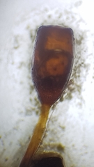 Microbryum davallianum