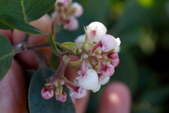 Arctostaphylos canescens sonomensis