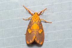 Ammatho roseororatus