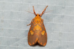 Ammatho roseororatus
