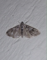 Palpita arsaltealis