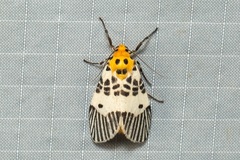 Ammatho maculifasciata