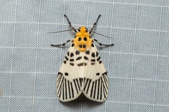 Ammatho maculifasciata