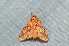 Barsine lucibilis